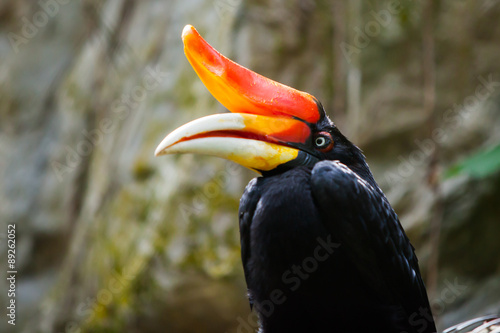 hornbill bird on green natural background