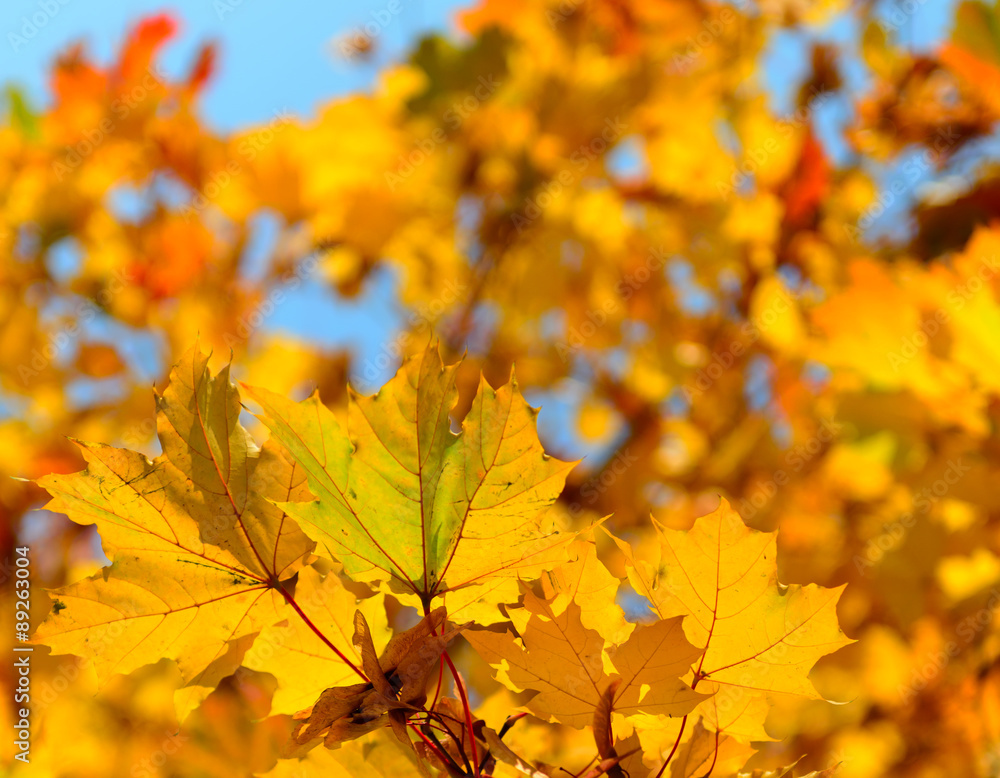 autumn leaves autumn leaves
