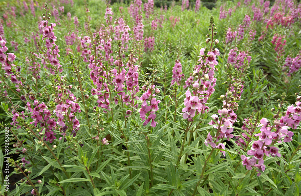 Obraz premium Angelonia goyazensis Benth