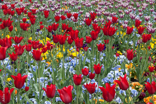 Multicolored tulips. 