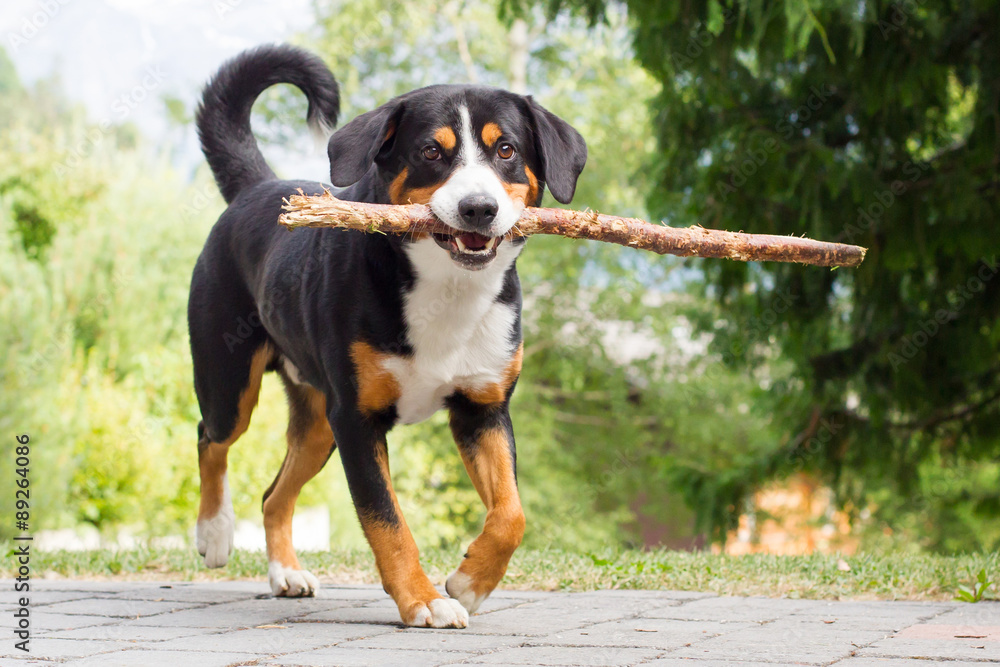Sennenhund playing with long branch Sennenhund playing with long branch