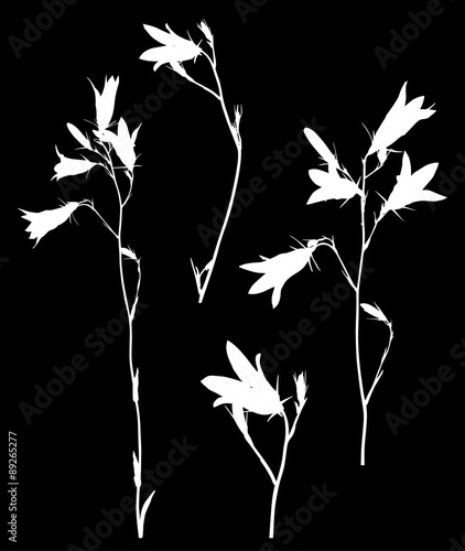 four white campanula flowers isolated on black