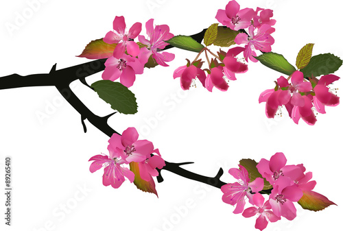 spring pink apple tree blossoming branch