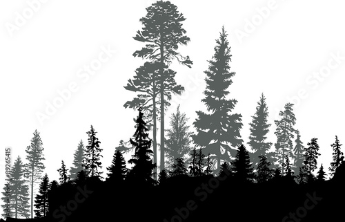 black coniferous forest isolated on white
