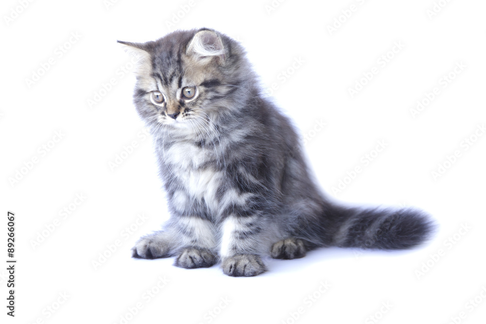 Obraz premium Stock Photo:.Persian kitten, 2 months old, sitting in front of w