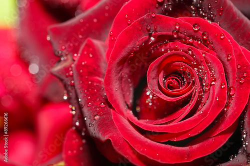 Fototapeta Naklejka Na Ścianę i Meble -  Drops of water on the rose