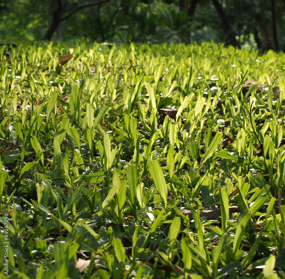 Obraz premium green grasses hill in garden