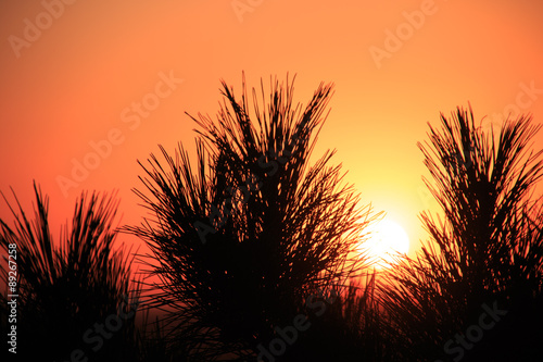 Silhouettes of pine needles