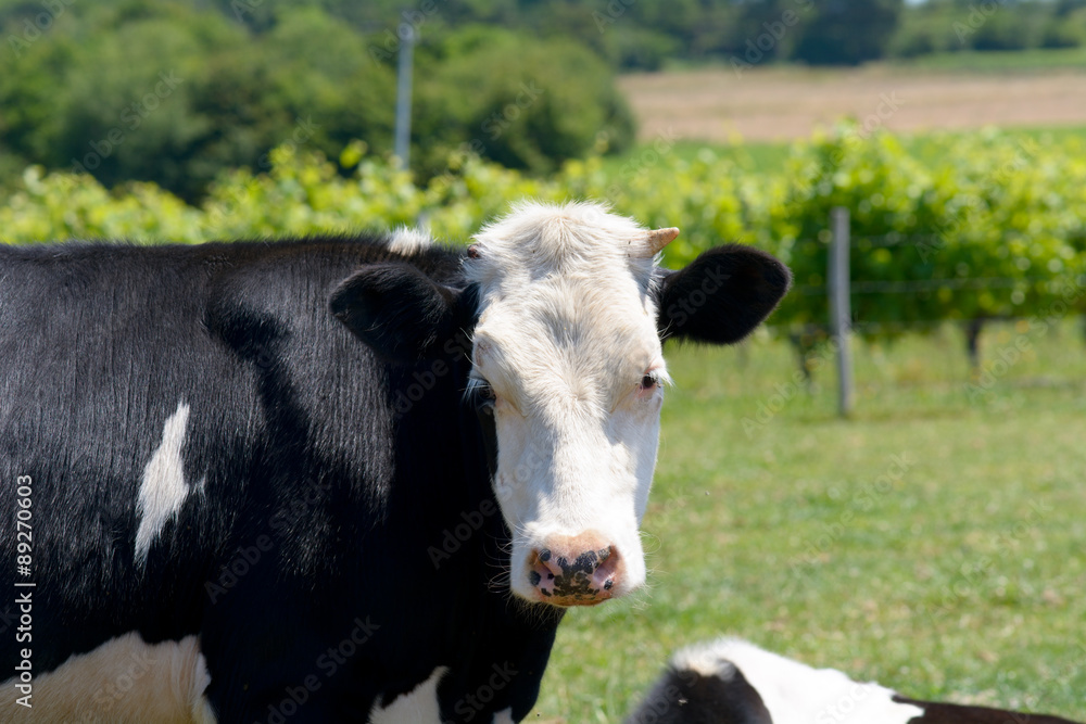 Breton Black Pied cow herd in field in France Breton Black Pied cow herd in field in France