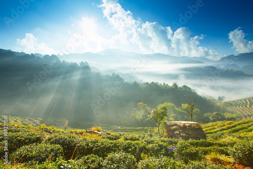 Colourful forest landscape in Doi Ang khang, Chiang Mai Province ,Thailand. photo