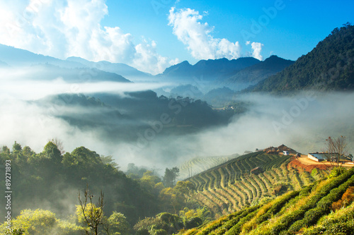 Fotografie Colourful forest landscape in Doi Ang khang, Chiang Mai Province ,Thailand