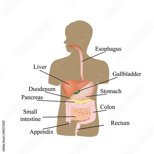 The structure of the gastrointestinal tract. Human anatomy