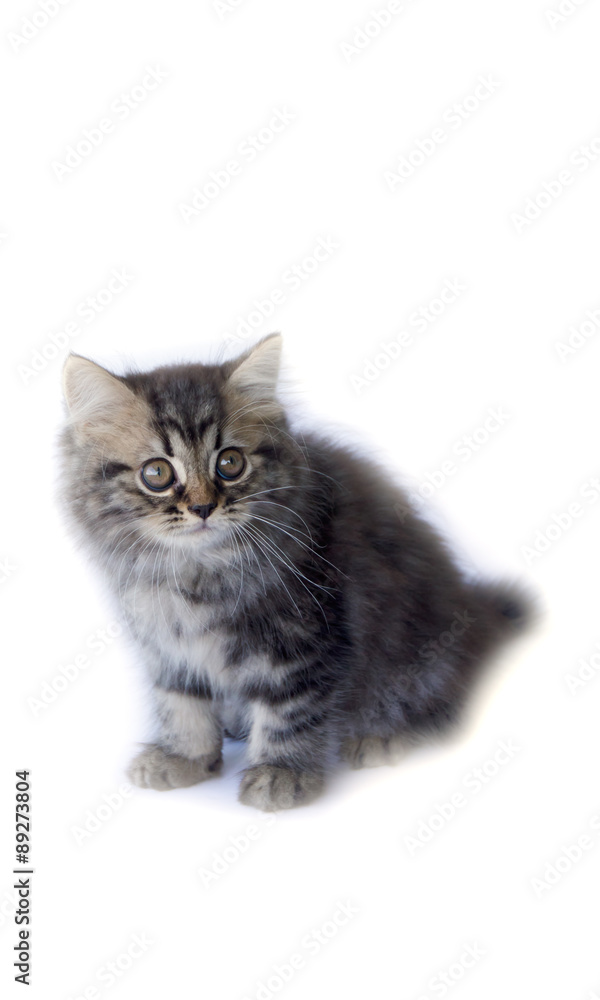 Stock Photo:
Persian kitten, 2 months old, sitting in front of white background