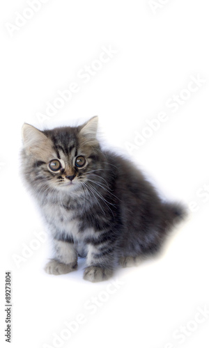 Stock Photo: Persian kitten, 2 months old, sitting in front of white background
