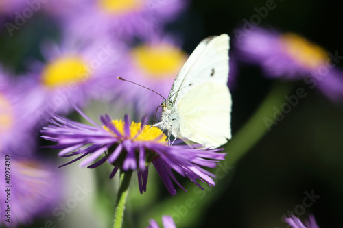 Beautiful spring flowers with butterfly in the garden #89274212