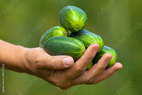 cucumbers in women hand