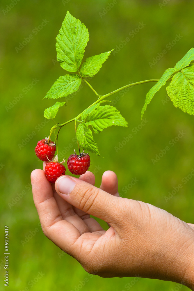 hand picking raspberries hand picking raspberries