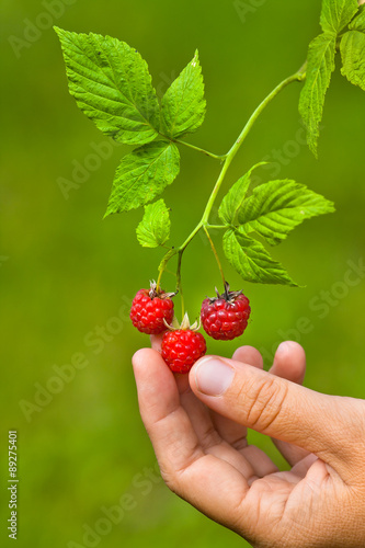 hand picking raspberries, closeup