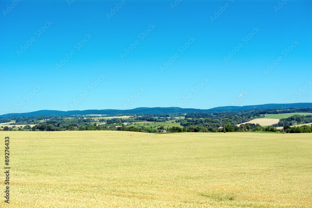 Corn field with mountains in the background