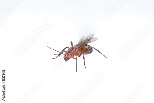 Brown insect on a white background © NERYX