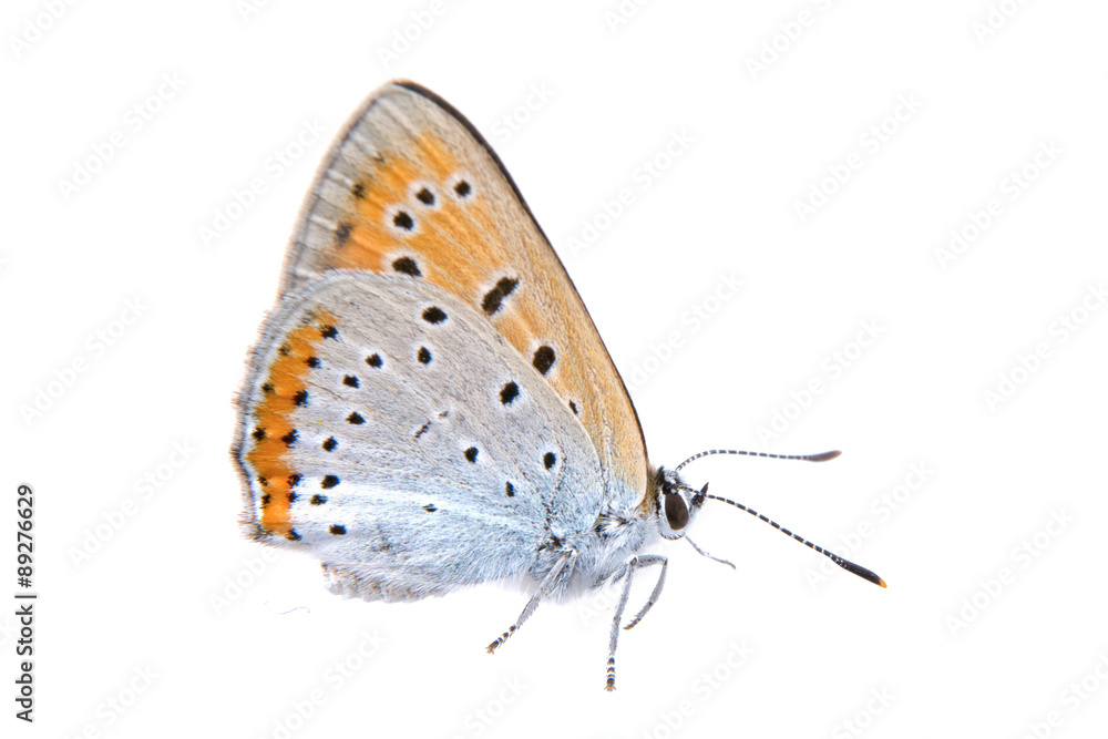 Naklejka premium Colored butterfly on a white background