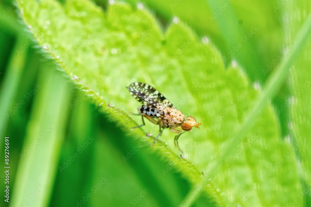 Naklejka premium Brown fly on the leaf with blurred green background