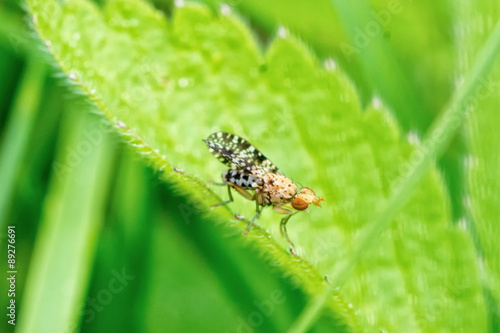 Brown fly on the leaf with blurred green background © NERYX