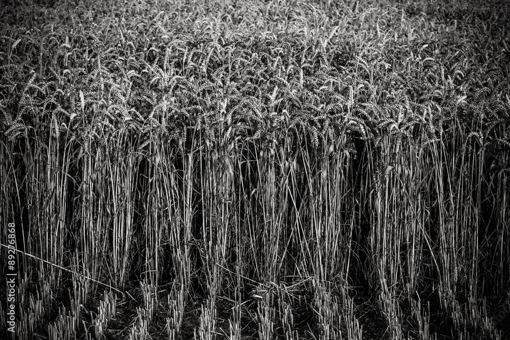 Spikes of ripe wheat on a farmers field. black and white photo. Spikes of ripe wheat on a farmers field. black and white photo.