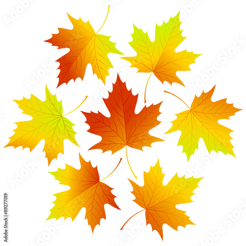 Set fall vector leaves for your design