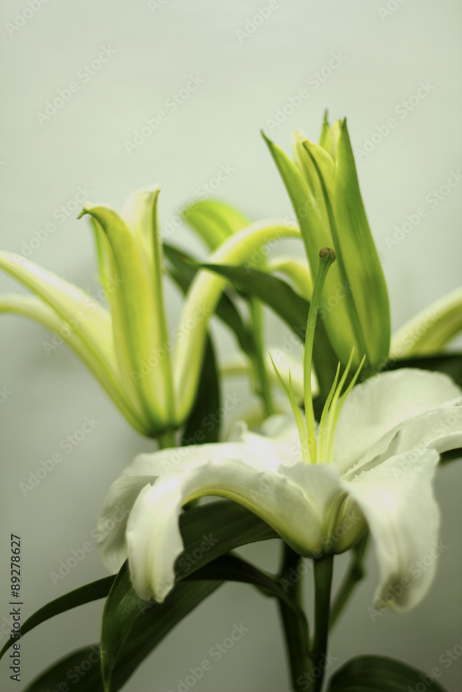 Fototapeta premium blooming white Lily