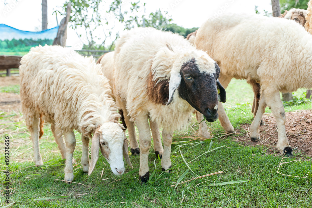 Obraz premium Sheep farm