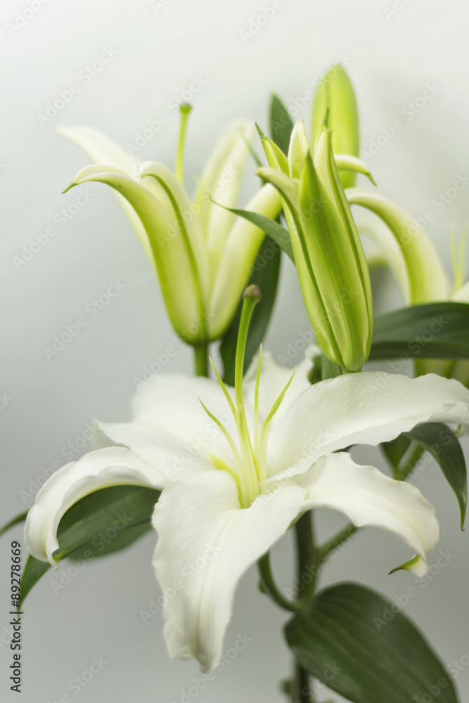 Obraz premium blooming white Lily