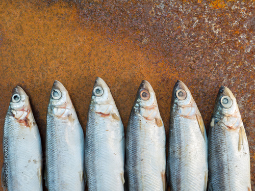 Vendace fishes on the rusty iron sheet photo