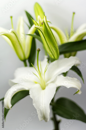 blooming white Lily