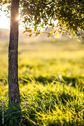 Tree on the background of the setting sun and glowing grass