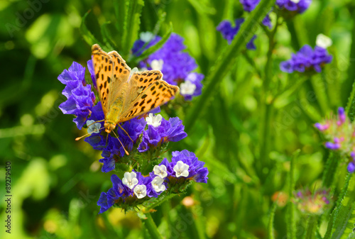 Butterfly on blue Flowers in Summerlight #89279450