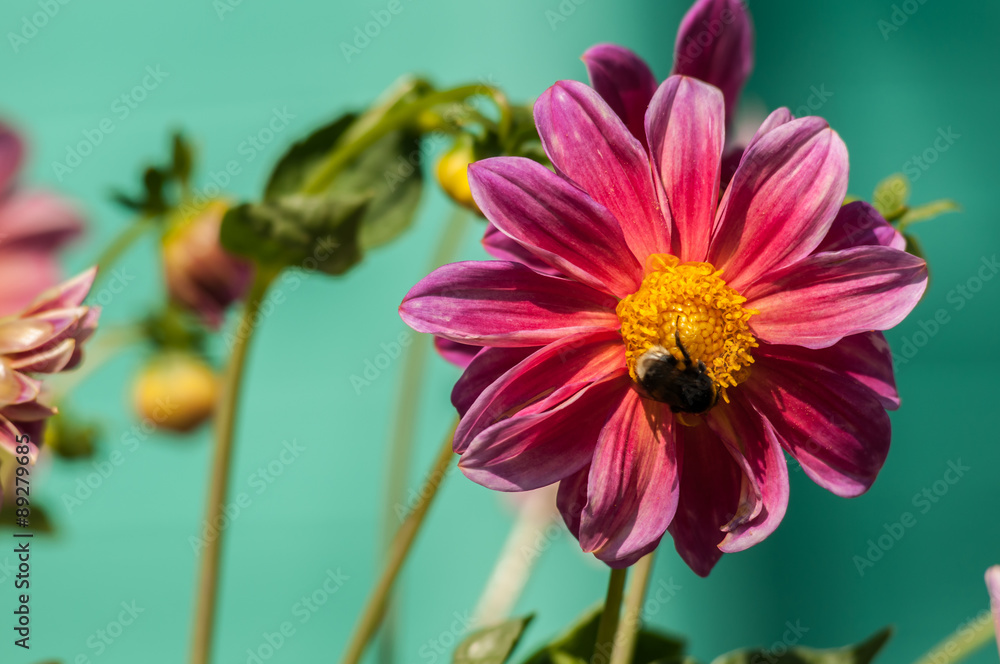 Bumblebee on a red flower Bumblebee on a red flower