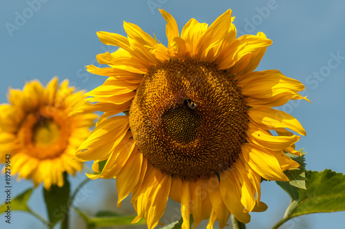 flower sunflower with bumblebee