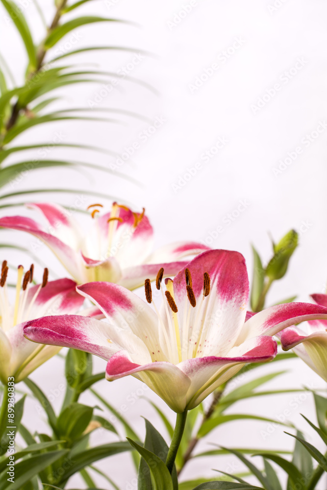 白と赤のツートンカラーのスカシユリの花 Stock Photo Adobe Stock 白と赤のツートンカラーのスカシユリの花 Stock Photo Adobe Stock