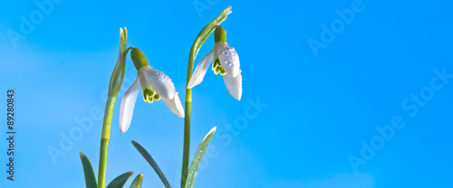 Snowdrops against blue background