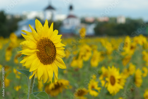 Landscape with sunflower and church
