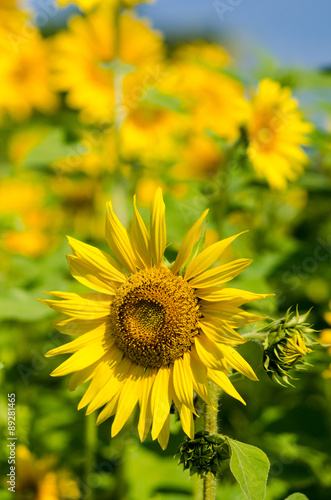 Fototapeta Naklejka Na Ścianę i Meble -  sunflowers: color of summer :)