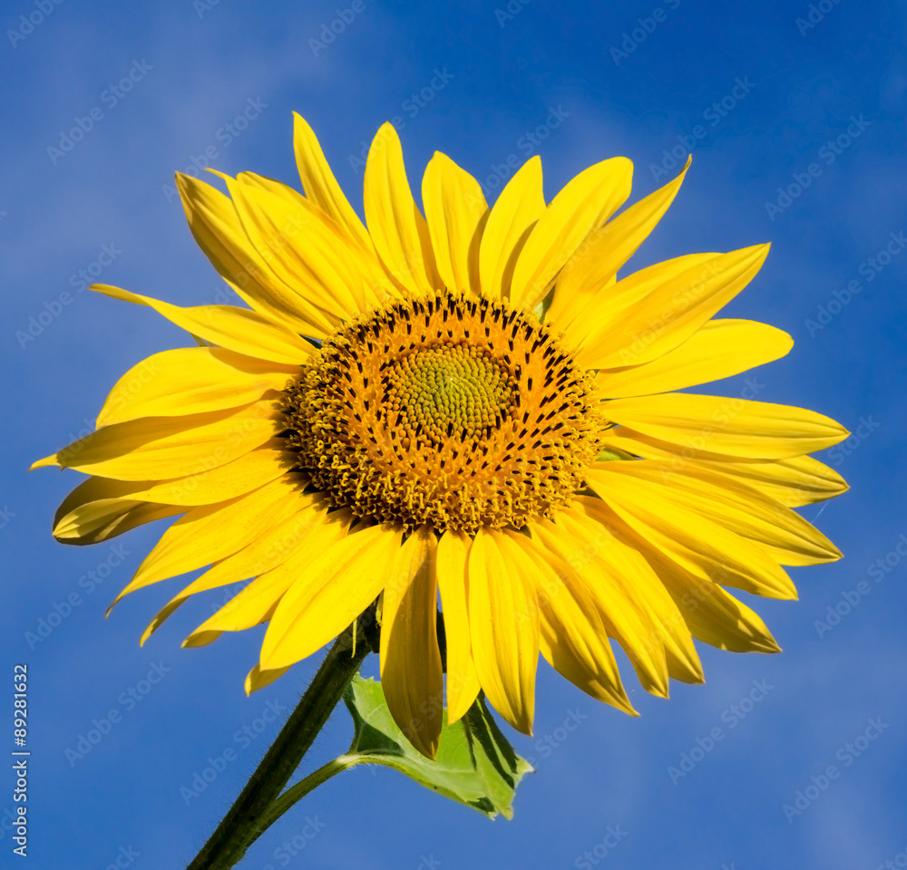 sunflowers: color of summer :) sunflowers: color of summer :)