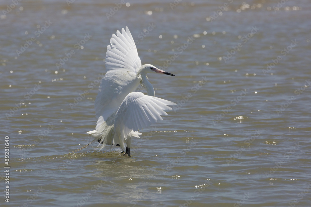 White Morph of Reddish Egret (Egretta rufescens) Foraging for Food - Bolivar Peninsula, Texas White Morph of Reddish Egret (Egretta rufescens) Foraging for Food - Bolivar Peninsula, Texas