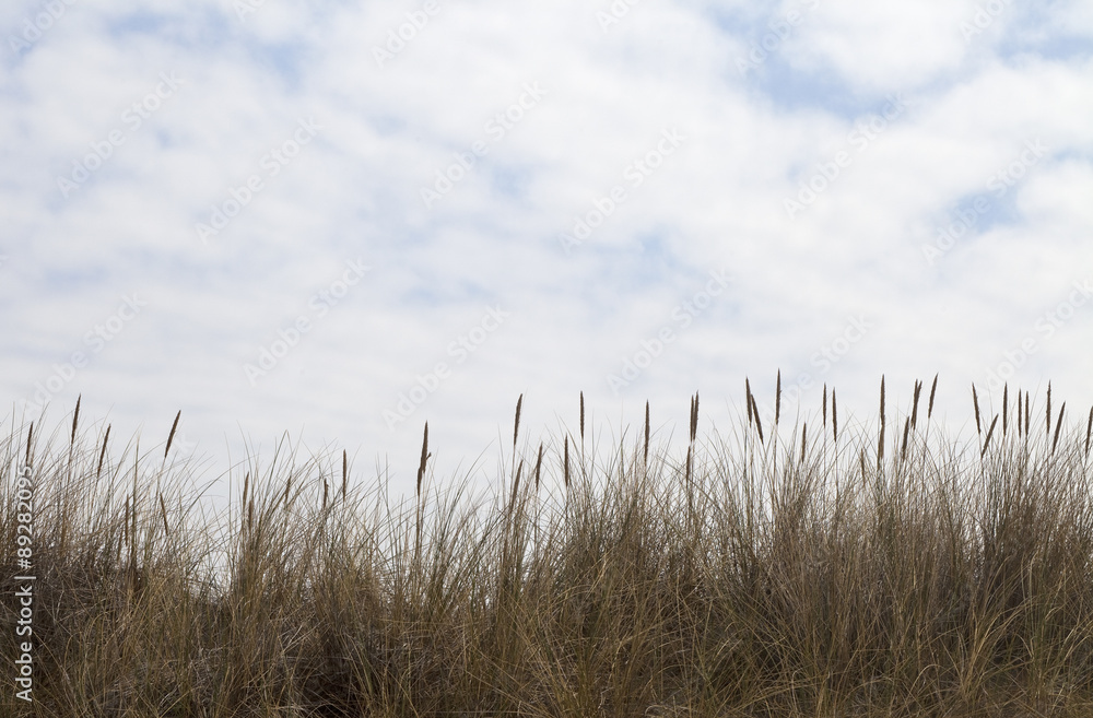 Fototapeta premium Dune Grass. Dune grass fringes the bottom of this image. The grass playfully waves up to a white cloudy summers day.