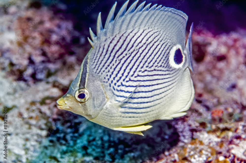 Chaetodon capistratus Chaetodon capistratus