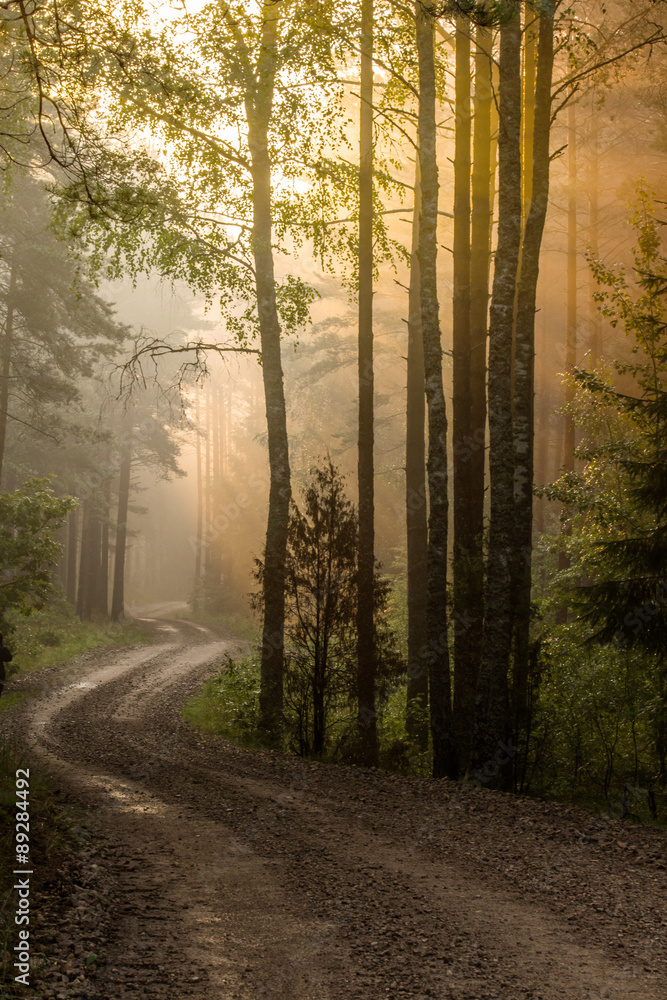 Fototapeta premium Sunrise in the forest