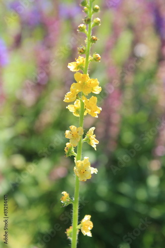 Great Mullein yellow flower