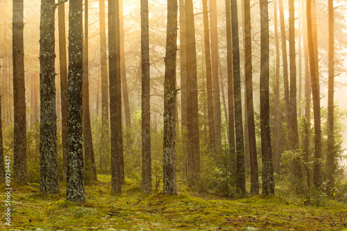 Sunrise in the forest