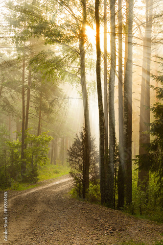 Sunrise in the forest